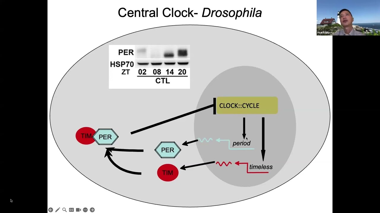 2024.2.13 - CWRU SMGR: Dr. Mark Wu - Circadian Rhythm Disorders