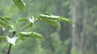 Som de Chuva para Dormir e relaxar 🌧 10 HORAS 🌧CHUVA SOBRE FOLHAS