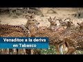 Video de Tenosique
