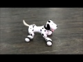 【公式・サンプル動画】ラジコン ペット アニマルトイ 犬型 ダルメシアン 歩行 ワンボタンアクション プログラム機能 『smart-dog』 (OA-4100)