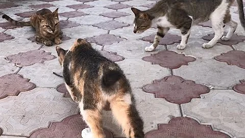 Watch the video about Cat Mexican Standoff (Part 1)