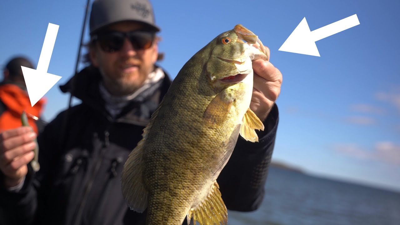 Burning This Swimbait In Shallow Water Catches Big Smallmouth Bass!