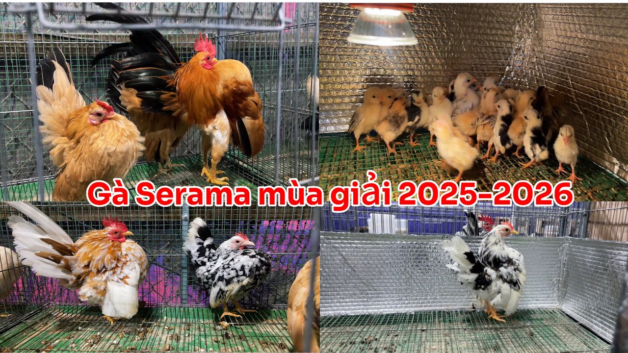 Mô hình nuôi gà serama kiểng - gà serama tơ mùa giải 2025-2026