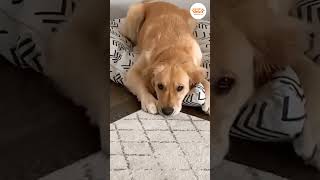 Angry Dog Expression #shorts #viralvideo #funnydogs