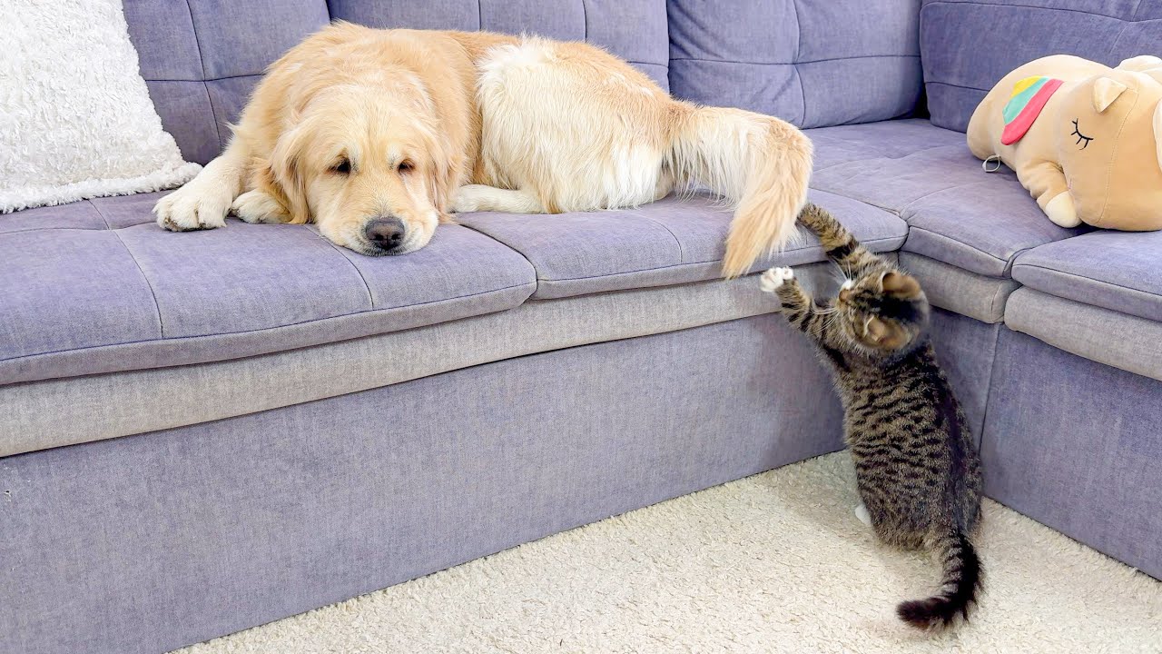This Golden Retriever Has the Patience of a Saint – Kitten Won’t Leave Him Alone
