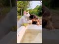 dog and cats #funny #shorts #compilation #viral #shortsvideo