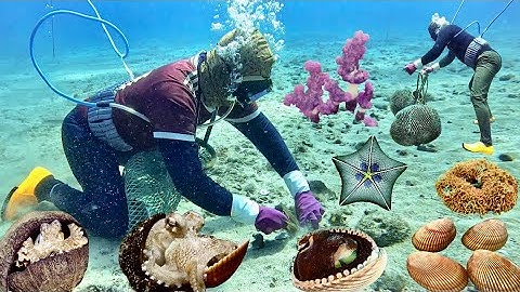 Tình Cờ Gặp Trúng Ổ Ốc Hàng Trăm Ký Lô, Bạch Tuộc Sò Dương Giá Trị Cao | Cảnh 86