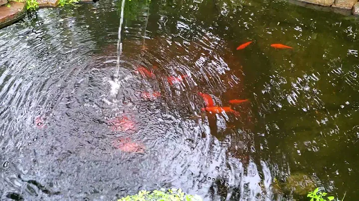 Goldfish Season