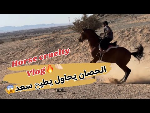 طريقه عسف الخيل عسف بتال