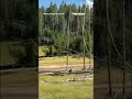 WATCH: Bison CHARGES after child in TERRIFYING encounter #shorts #us #news #foxnews