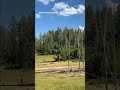WATCH: Bison CHARGES after child in TERRIFYING encounter #shorts #us #news #foxnews
