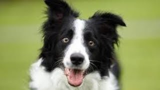 Video Created By Jenne Saunders: #bordercollies The Canine Geniuses #dog