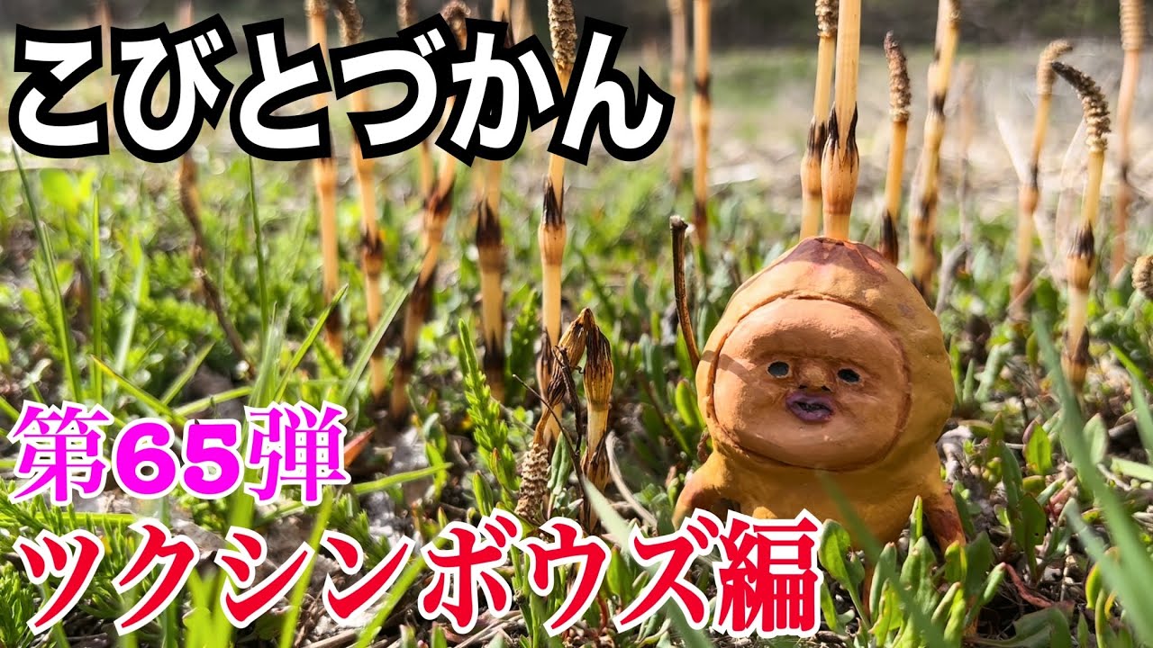 Dwarf Encyclopedia] Don't go home until you find the Tsukushinbozu