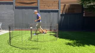Channel Heeling: A New Way to Teach Heeling for Dog Sports with Dev Sperber -- Online Course