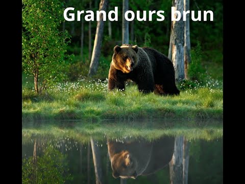 Grand ours brun song learning resource for Ours Brun book - YouTube