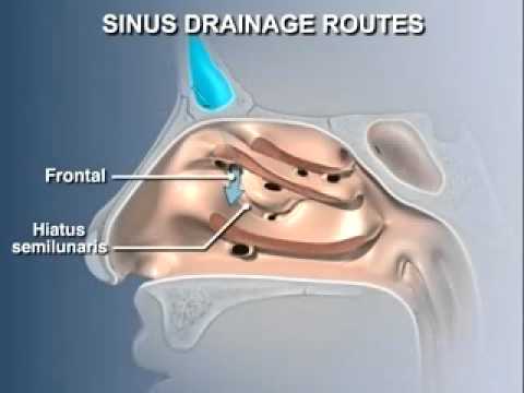 Video: Ethmoid Sinus Anatomi, Funktion Og Diagram - Body Maps