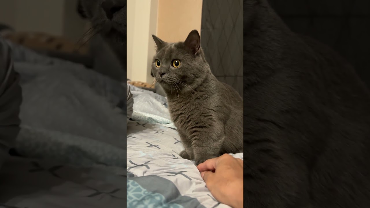 แง่งขิง #แมว #cat #cute #cutecat #kitten #funnycats #animals #pets #แมวถังแก๊ส #meow