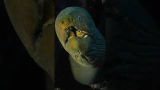Have you ever looked down the gullet of a moray eel?