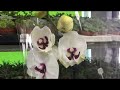 Большой завоз необычных орхидей в магазин "РОСТОК". ОРХИДЕИ_МУТАНТЫ