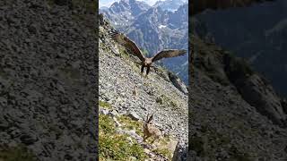Golden Eagle Hunts a Mountain Marmot | A Dramatic Moment in the Wild