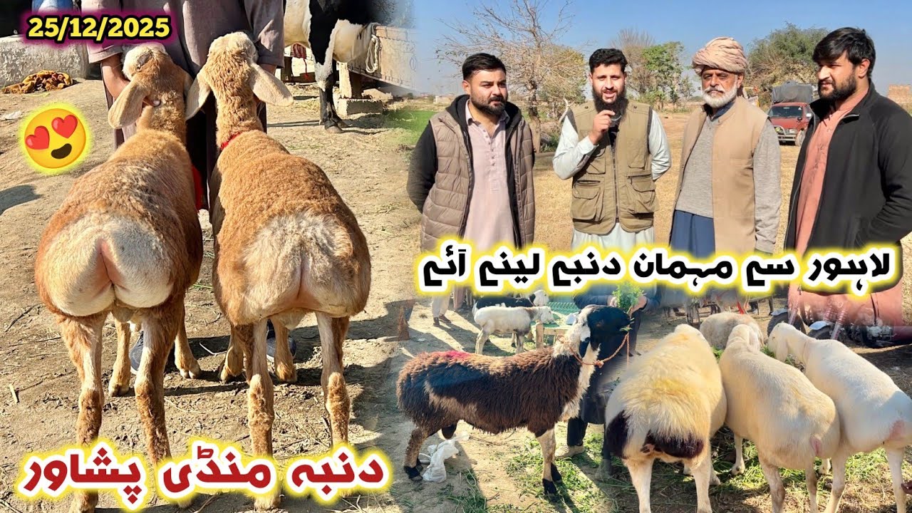 Dumba Mandi Peshawar New Updates 25/12/2025 Zero Size Turkey Balkhi Sheep Izhar Ali Shah 