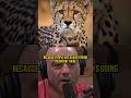 Having A Cheetah as a Pet - JRE