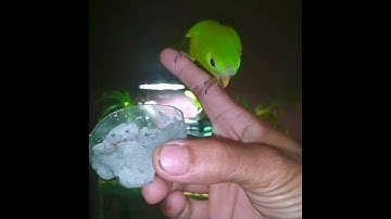 Serindit free fly