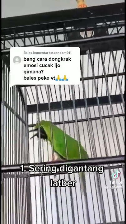 Dongkrak emosi cucak ijo