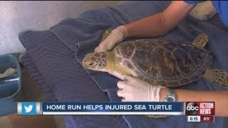 Rays' previous game winning home run helps turtles screenshot 2