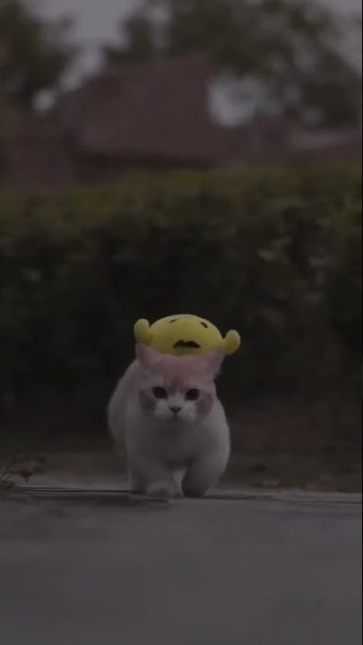 story wa mentahan kucing sedih