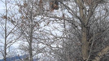 polaris fusion 600 catwalk