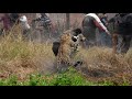 उत्तराखंड में बाघों का हमला - बाघों और ग्रामीणों के बिच संघर्ष की जमीनी सचाई और हकीकत । Uttrakhand