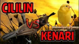 cililin vs kenari  || masteran favorit murai batu, kacer, ijo, konin, kapas tembak, anis