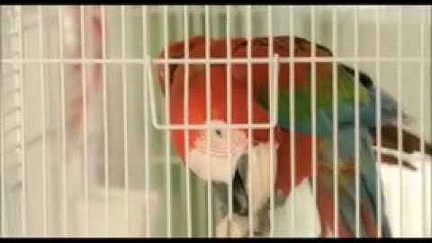 STC Quick Net TVC   Parrot