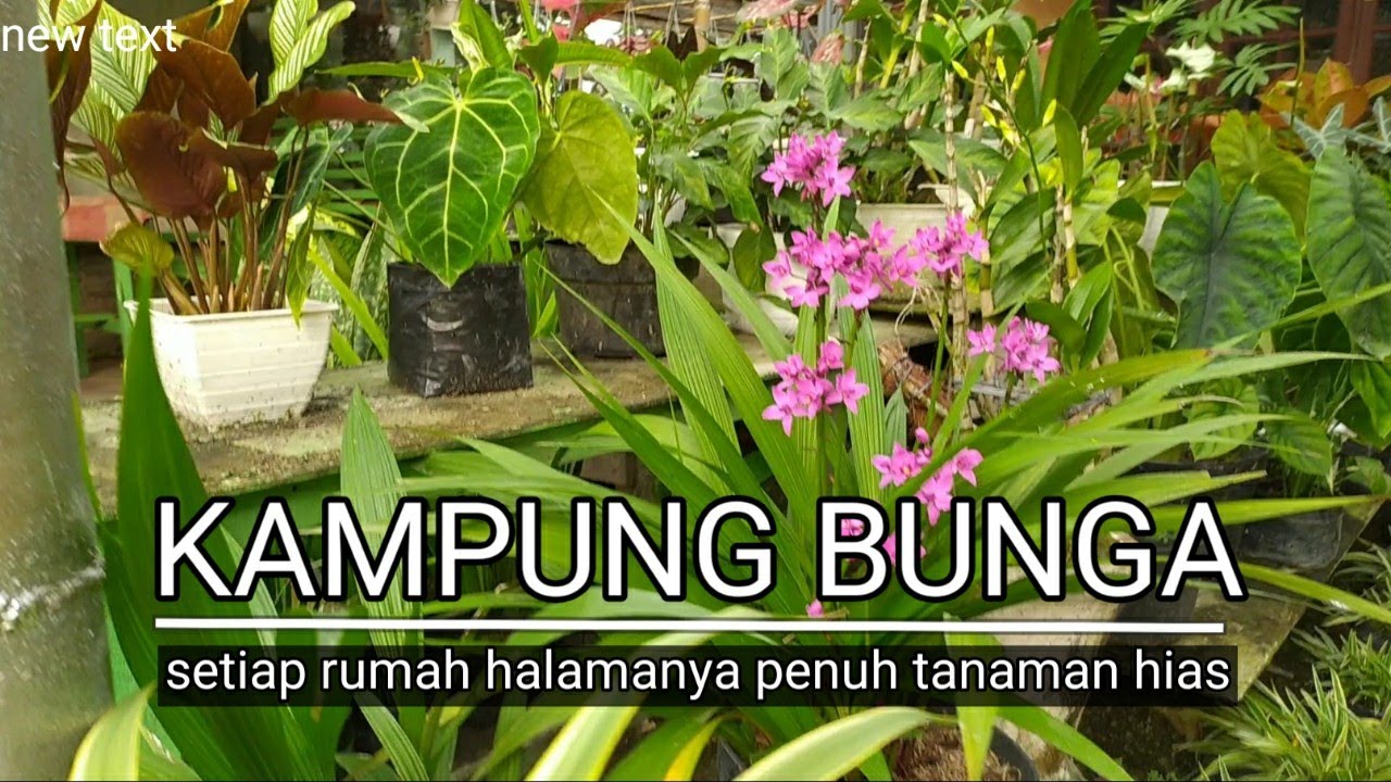 Di kampung ini setiap rumah halamannya penuh tanaman hias |omded jalan - jalan #73