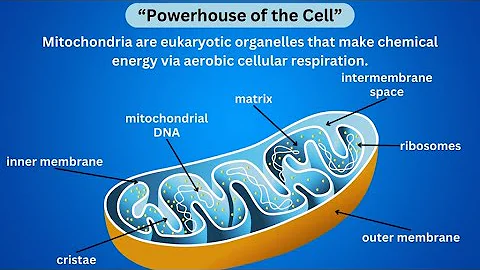 Mitochondria Explained in 2 Minutes | Biology Shorts