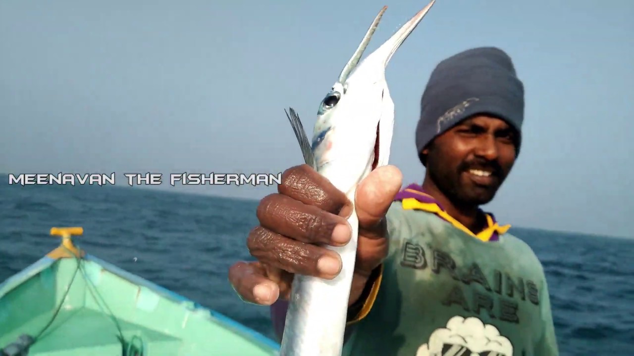 SEA NEEDLE FISH AND HOUND FISH FISHING USING DRIFT NET FISHING BY