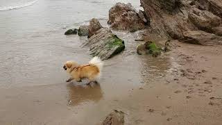 Finlay the Tibetan Spaniel at the beach