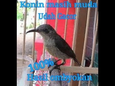 Konin Ijoan Gacor 100 Hasil Ombyokan Calon Juara Youtube