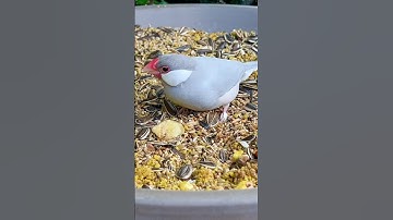 Silver Java Sparrow | Padda Bird | Java Finch | Aviary Birds
