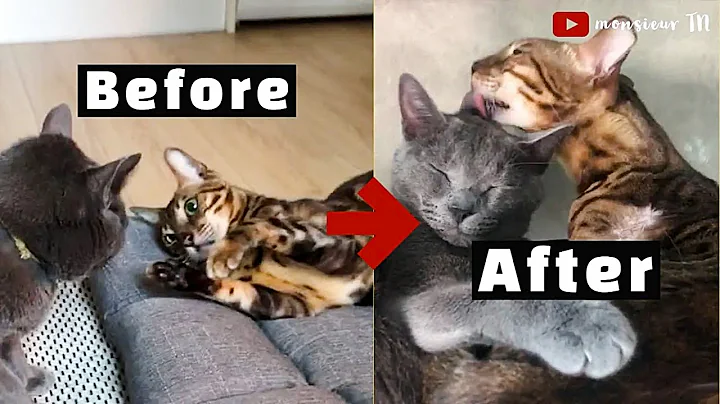 6 Tips to Introduce Cats FASTER (With NO Isolation)
