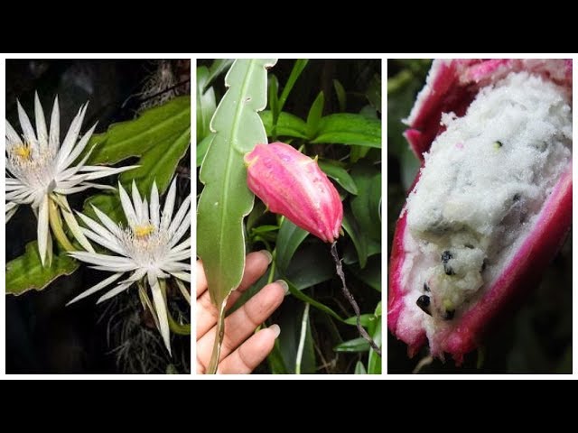 Epiphyllum - cactos orquidea - flor de outubro - dama da noite