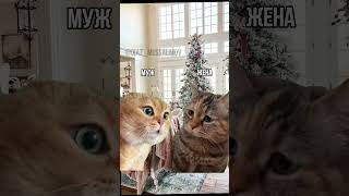 #new #reels #funny #cats #юмор Хороший сон это важно 😂