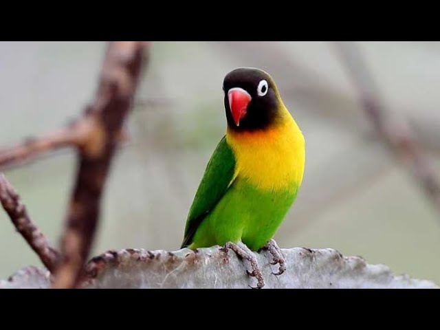 MASTERAN | PANCINGAN LOVEBIRD | LOVEBIRD NGEKEK class=