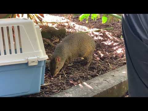 Red-rumped Agouti Crate Training