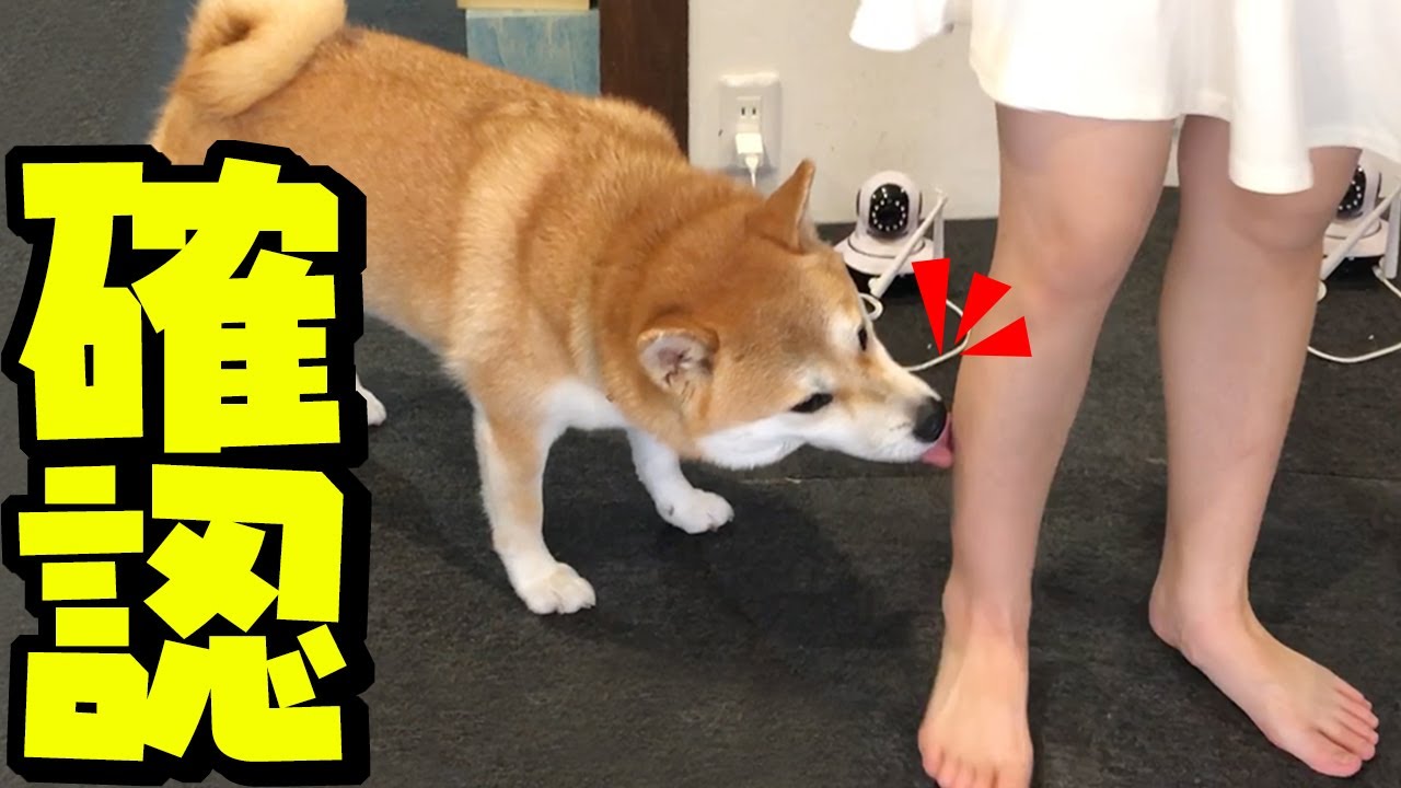 帰宅した娘の足を舐めてチェックする妹柴犬