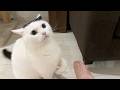 可愛い猫を撮影していたら急に怒りだしました…
