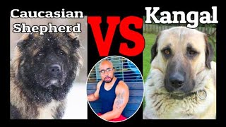 Kangal VS Caucasian Shepherd who will win? by My New Puppy with Ali A. Parker 464 views 1 year ago 5 minutes, 26 seconds