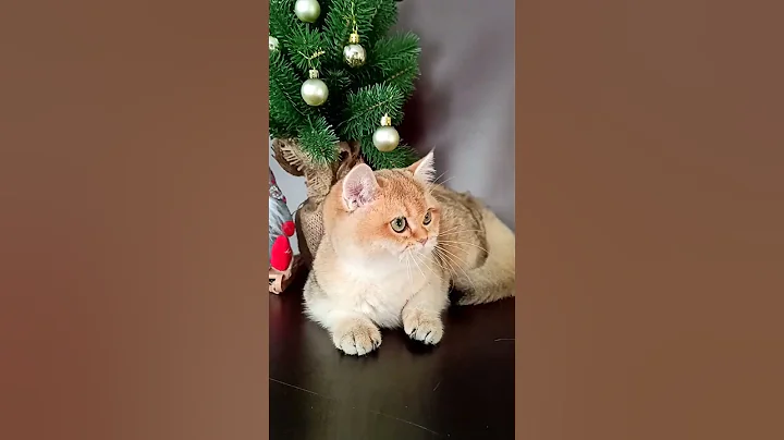 Video 8433421: cats british kitty, golden british kitty, british kitten, lovely british