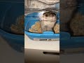 Muzu a kék hordozóban #hamster #funny #pets
